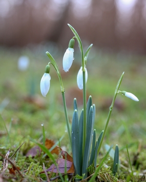 户外野生雪莲花图片
